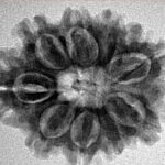 9 Mukhi Rudraksha 25.7mm 4.07gm - Inverse xray