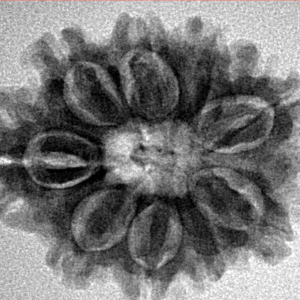 9 Mukhi Rudraksha 25.7mm 4.07gm - Inverse xray