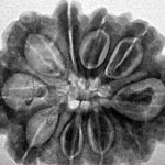 10 Mukhi Rudraksha 28.3mm 5.7gm - Inverse xray