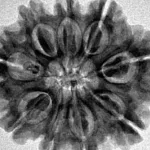 9 Mukhi Rudraksha 28.2mm 5.45gm - Inverse xray