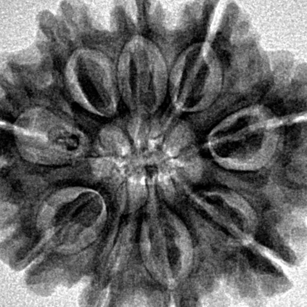 9 Mukhi Rudraksha 28.2mm 5.45gm - Inverse xray