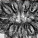 12 Mukhi Rudraksha 38.9mm 10.31gm - Inverse xray