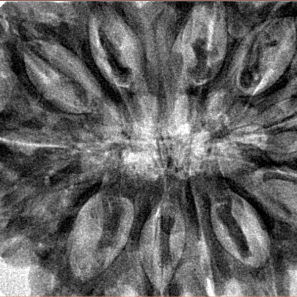 12 Mukhi Rudraksha 38.9mm 10.31gm - Inverse xray