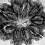 9 Mukhi Rudraksha 28.5mm 5.54gm - Inverse xray