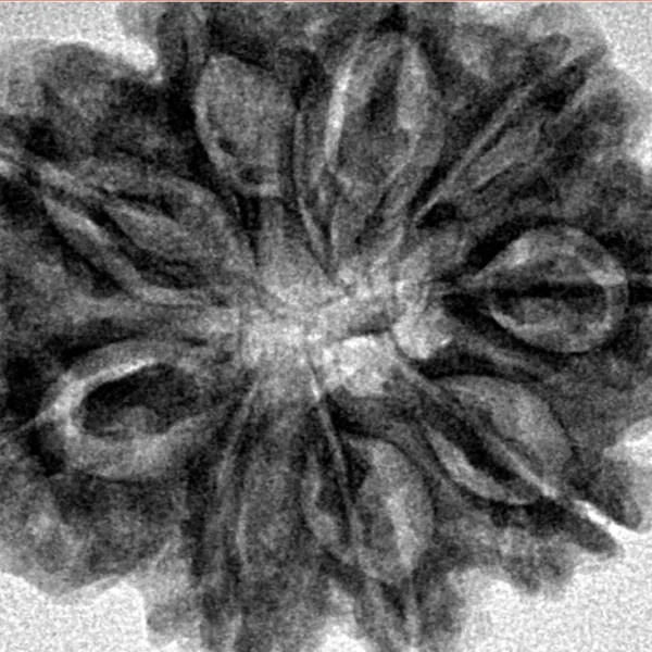 9 Mukhi Rudraksha 28.5mm 5.54gm - Inverse xray