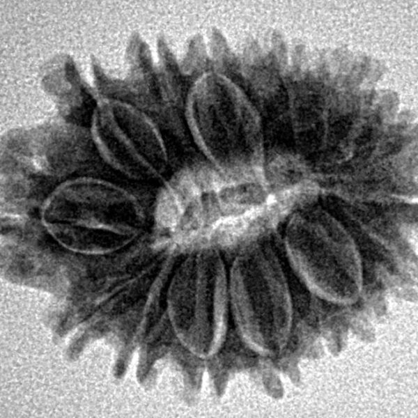 16 Mukhi Rudraksha 23.2mm 2.88gm - Inverse xray