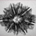 9 Mukhi Rudraksha 25.9mm 4gm - Inverse xray