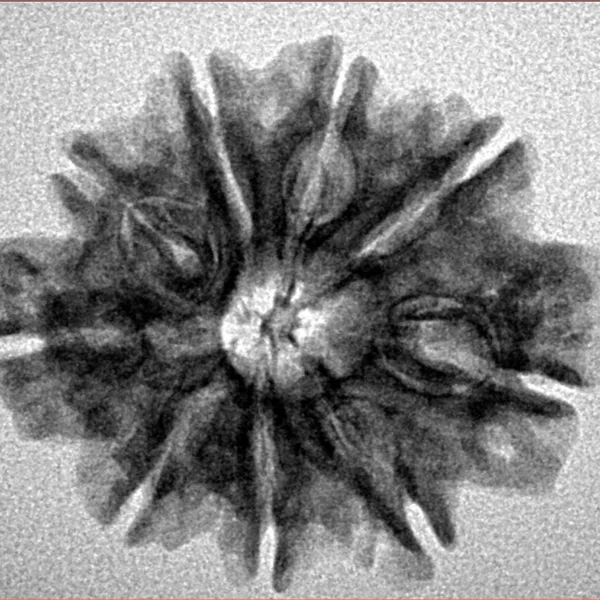 9 Mukhi Rudraksha 25.9mm 4gm - Inverse xray
