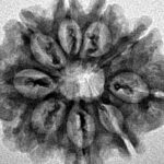 9 Mukhi Rudraksha 25.5mm 3.57gm - Inverse xray