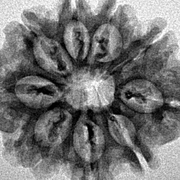 9 Mukhi Rudraksha 25.5mm 3.57gm - Inverse xray