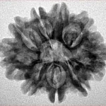 9 Mukhi Rudraksha 24.7mm 3.51gm - Inverse xray