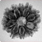 10 Mukhi Rudraksha 24.1mm 3.8gm - Inverse xray