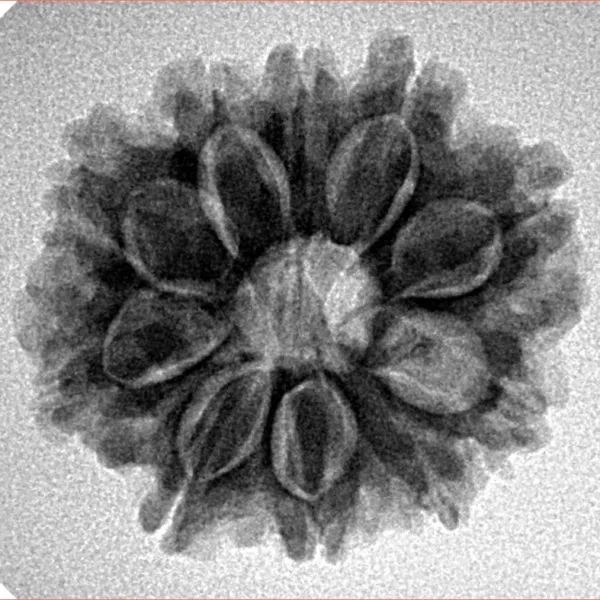 10 Mukhi Rudraksha 24.1mm 3.8gm - Inverse xray