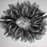 12 Mukhi Rudraksha 26mm 4.18gm - Inverse xray