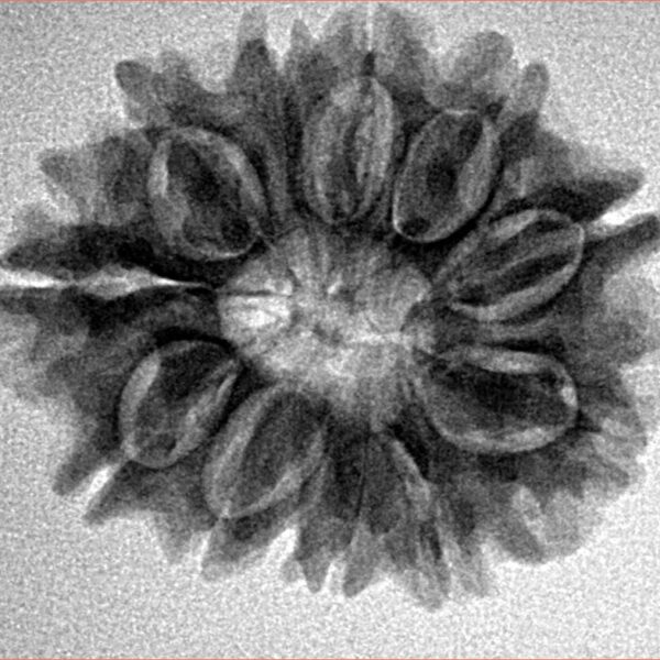 12 Mukhi Rudraksha 26mm 4.18gm - Inverse xray