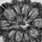 10 Mukhi Rudraksha 34.1mm 6.4gm - Inverse xray