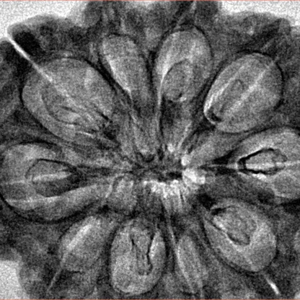 10 Mukhi Rudraksha 34.1mm 6.4gm - Inverse xray