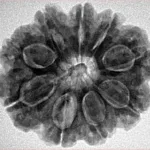 9 Mukhi Rudraksha 27.9mm 6.11gm - Inverse xray