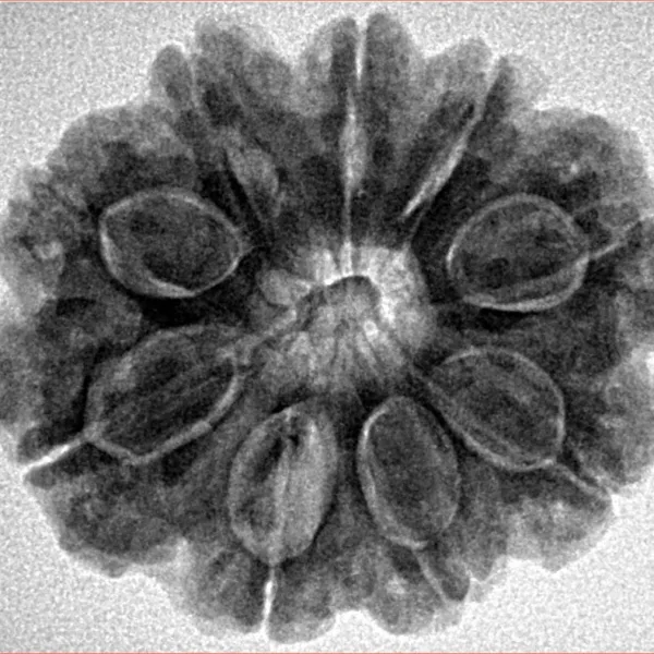 9 Mukhi Rudraksha 27.9mm 6.11gm - Inverse xray