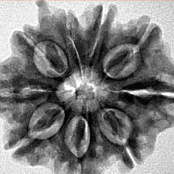 9 Mukhi Ganesh 26.2mm 4.84gm - Inverse xray