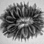 16 Mukhi Rudraksha 24.9mm 3.36gm - Inverse xray