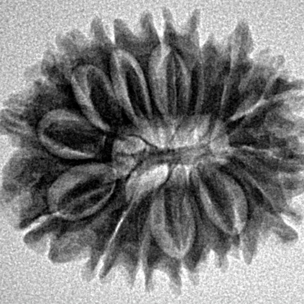 16 Mukhi Rudraksha 24.9mm 3.36gm - Inverse xray