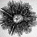 9 Mukhi Rudraksha 25.9mm 5.77gm - Inverse xray