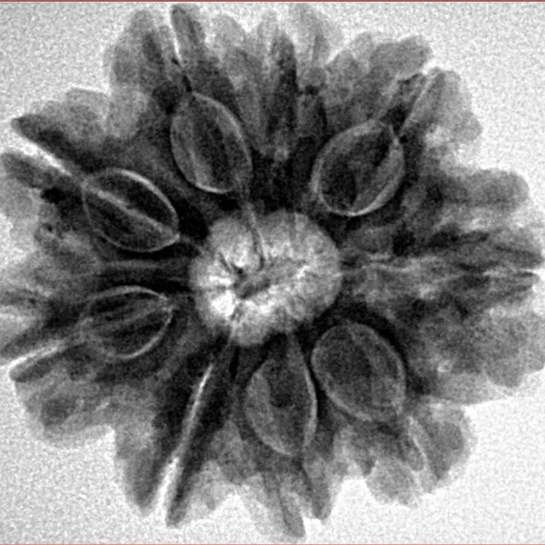 9 Mukhi Rudraksha 25.9mm 5.77gm - Inverse xray