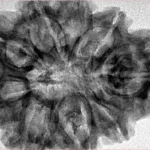 9 Mukhi Rudraksha 33mm 7.5gm - Inverse xray