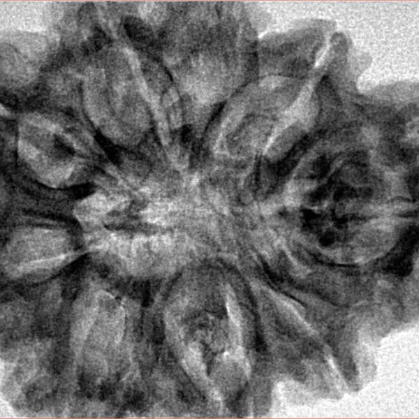 9 Mukhi Rudraksha 33mm 7.5gm - Inverse xray