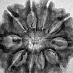 10 Mukhi Rudraksha 30.1mm 6.24gm - Inverse xray