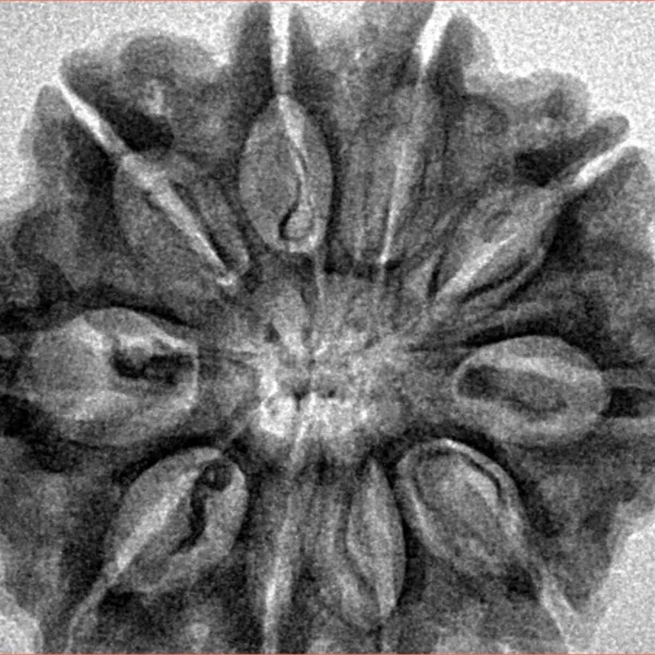 10 Mukhi Rudraksha 30.1mm 6.24gm - Inverse xray
