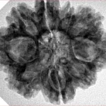 9 Mukhi Rudraksha 28.9mm 5.38gm - Inverse xray