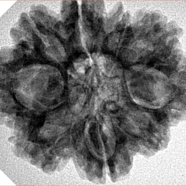 9 Mukhi Rudraksha 28.9mm 5.38gm - Inverse xray