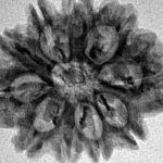 10 Mukhi Rudraksha 26.4mm 3.52gm - Inverse xray