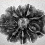 9 Mukhi Rudraksha 26.1mm 4.38gm - Inverse xray