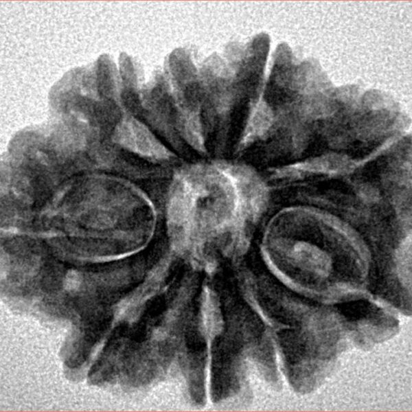 9 Mukhi Rudraksha 26.1mm 4.38gm - Inverse xray