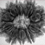 10 Mukhi Rudraksha 30.1mm 7.06gm - Inverse xray