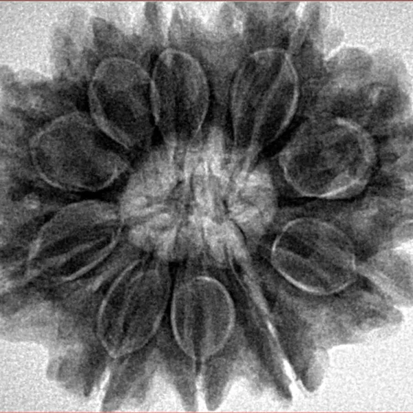 10 Mukhi Rudraksha 30.1mm 7.06gm - Inverse xray