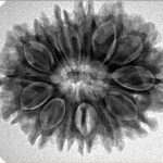 14 Mukhi Rudraksha 28.8mm 5.25gm - Inverse xray