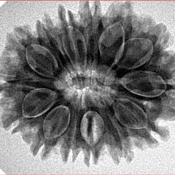 14 Mukhi Rudraksha 28.8mm 5.25gm - Inverse xray