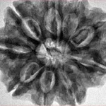 9 Mukhi Rudraksha 30.1mm 6.93gm - Inverse xray