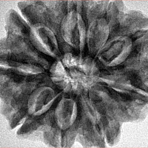 9 Mukhi Rudraksha 30.1mm 6.93gm - Inverse xray