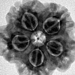 1MK(Underdeveloped) 22.4mm 3.89gm - Inverse xray