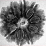 9 Mukhi Rudraksha 25.9mm 6.32gm - Inverse xray