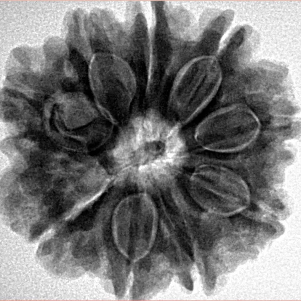 9 Mukhi Rudraksha 25.9mm 6.32gm - Inverse xray