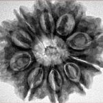 10 Mukhi Rudraksha 28.9mm 6.13gm - Inverse xray