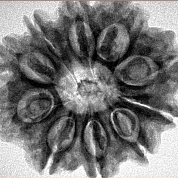 10 Mukhi Rudraksha 28.9mm 6.13gm - Inverse xray