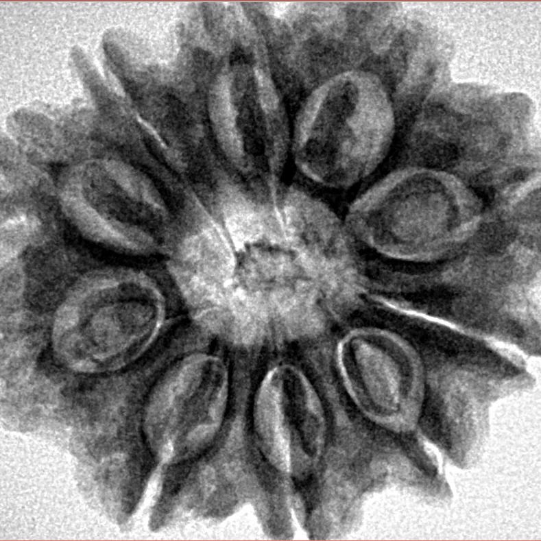 10 Mukhi Rudraksha 28.9mm 6.13gm - Inverse xray