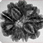 9 Mukhi Rudraksha 26.9mm 5.24gm - Inverse xray